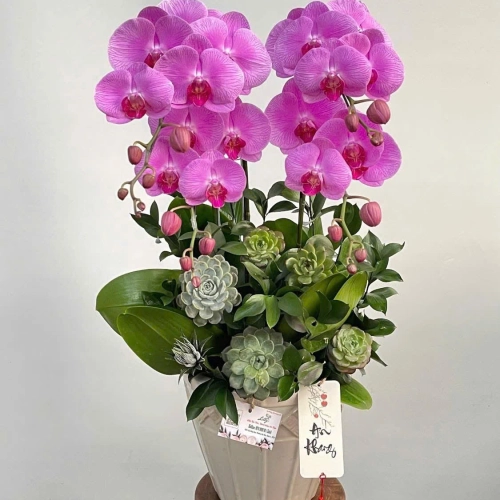 Lan Hồ Điệp 04