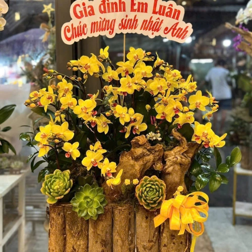 Lan Hồ Điệp 05 