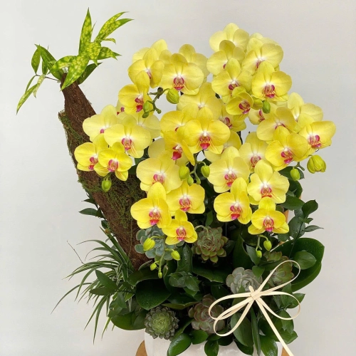 Lan Hồ Điệp 06 