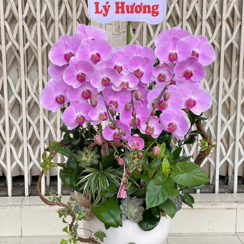 Lan Hồ Điệp 07 