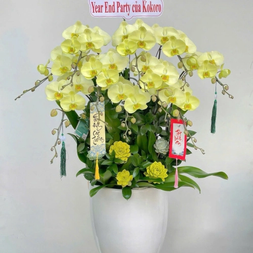 Lan Hồ Điệp 08