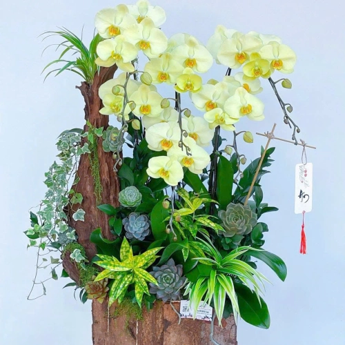 Lan Hồ Điệp 10