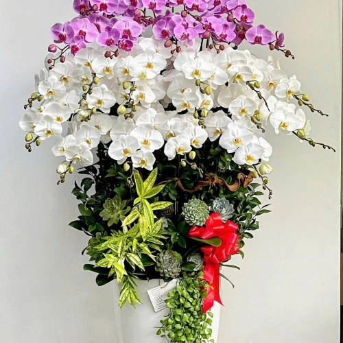 Lan Hồ Điệp 12 