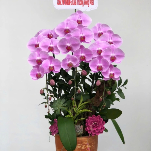 Lan Hồ Điệp 14