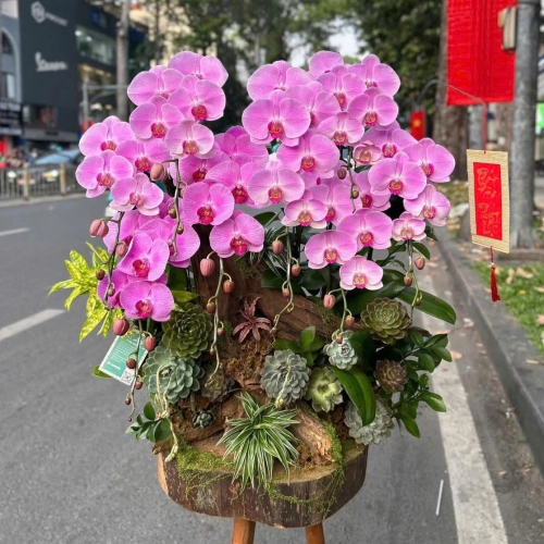 Lan Hồ Điệp 16 