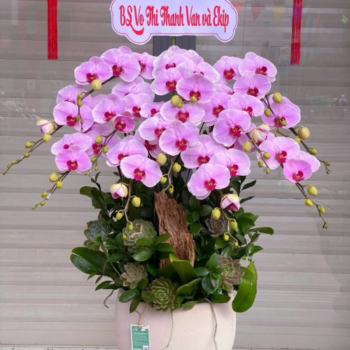 Lan Hồ Điệp 18 