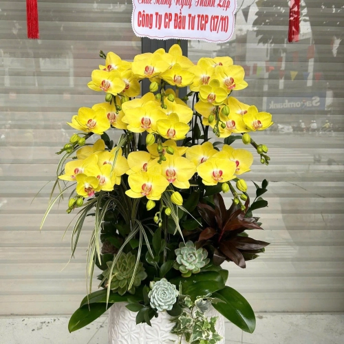 Lan Hồ Điệp 19 