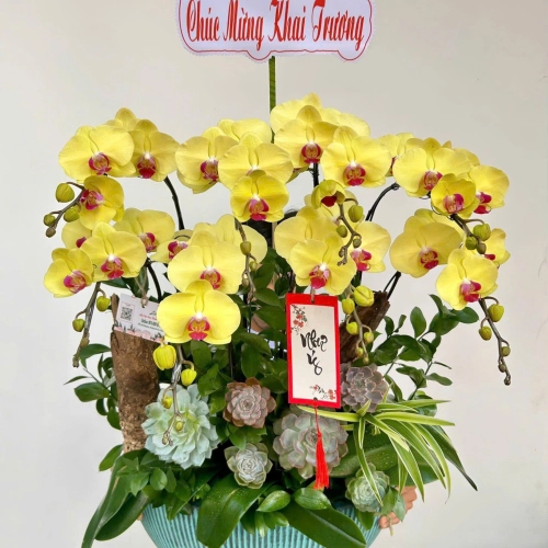 Lan Hồ Điệp 20 