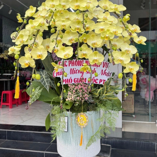 Lan Hồ Điệp 22 