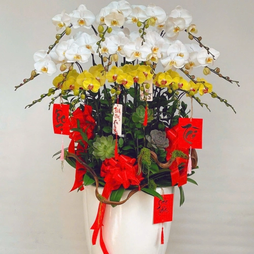 Lan Hồ Điệp 25