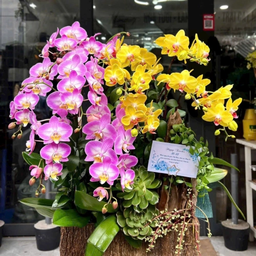 Lan Hồ Điệp 26 