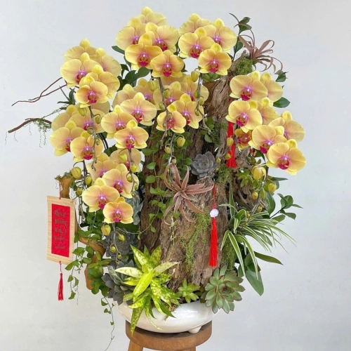 Lan Hồ Điệp 28 