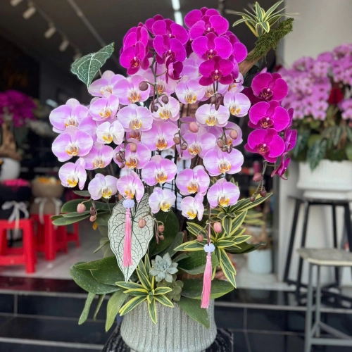 Lan Hồ Điệp 29 