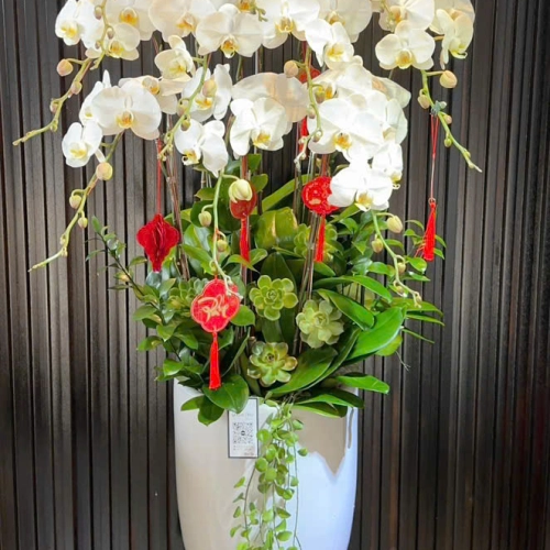 Lan Hồ Điệp 30 