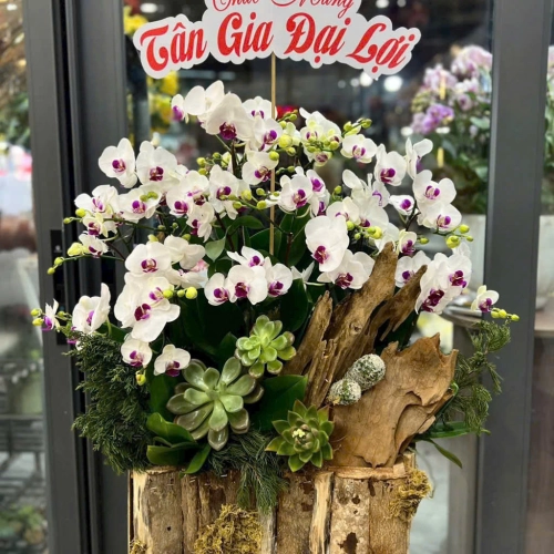 Lan Hồ Điệp 31