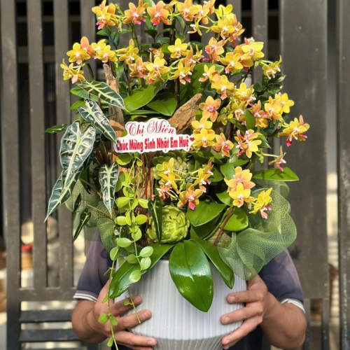 Lan Hồ Điệp 32