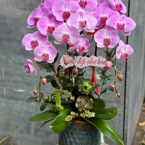 Lan Hồ Điệp 35 