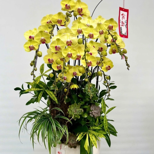 Lan Hồ Điệp 36
